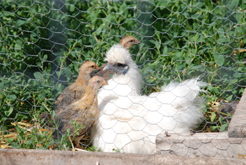 bantam