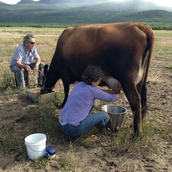 milking