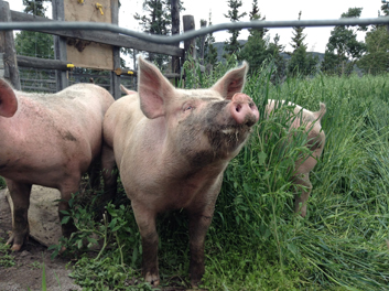 piggies